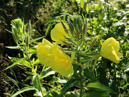 Nachtkerzenblüten am Morgen