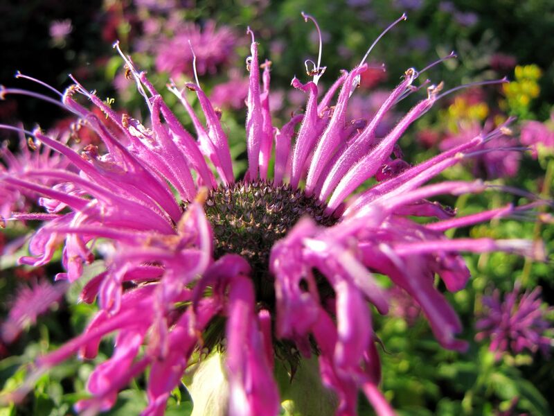 Datei:SG Wildbergermot-Blüte.jpg