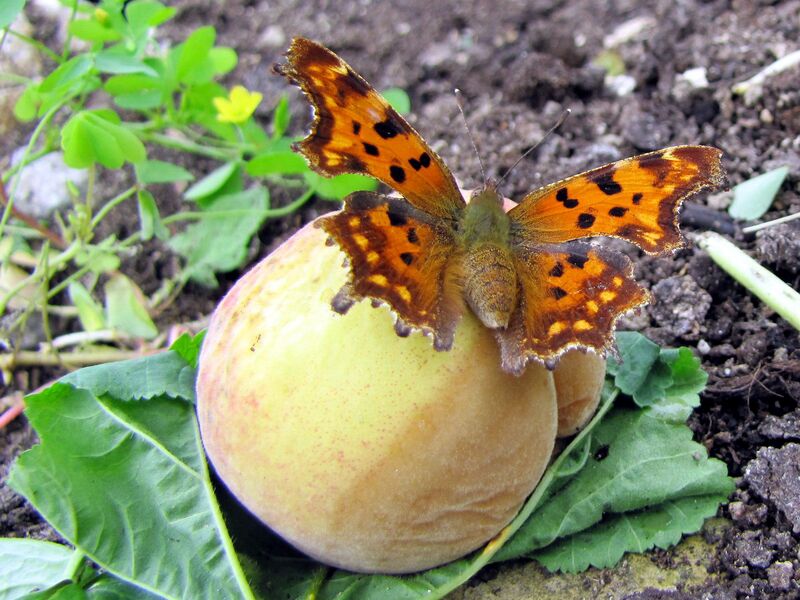 Datei:Sg Falter auf Pfirsich.jpg