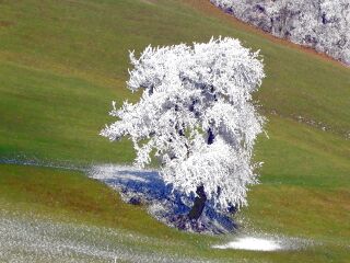 Birnbaum in "Spät-Herbstblüte"