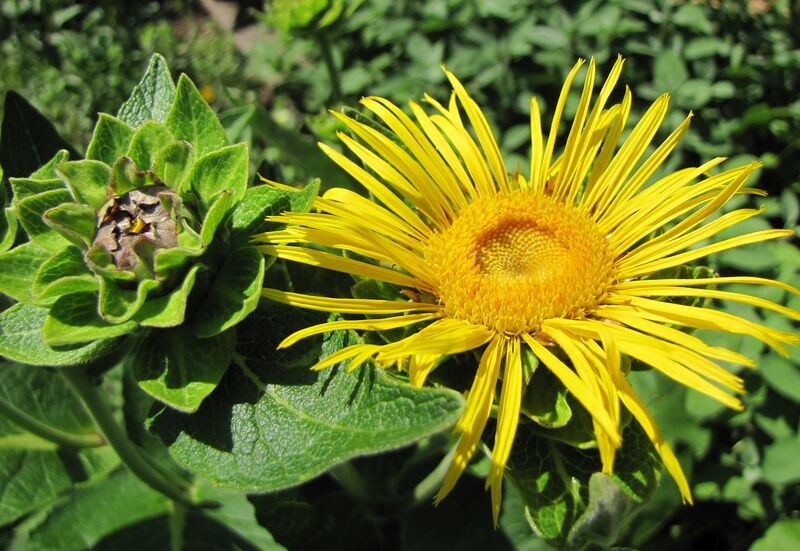 Datei:SG Alantblüte.jpg