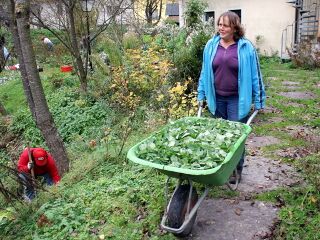 Brennnesselernte mit Scheibtruhe