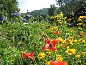 Sommerliche Blütenpracht im Garten