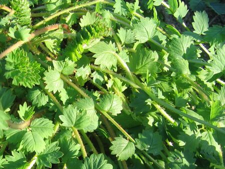 Gundelrebe - Eierspeiskraut