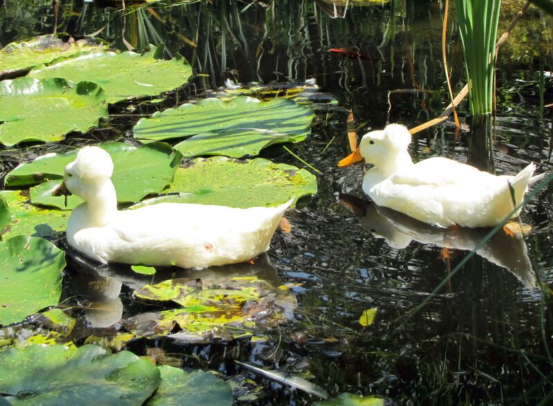 Datei:SG Haubenenten SüGa.jpg