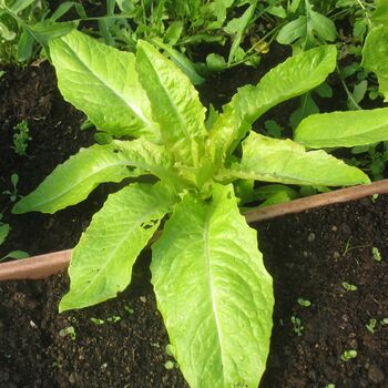 Junger Spargelsalat April 2010