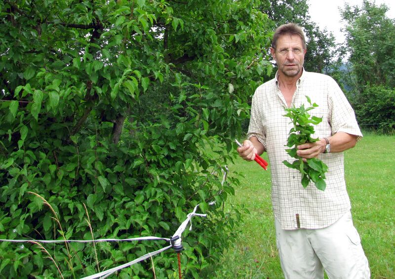 Datei:Pric Veredelungsreiser Dirndl.jpg