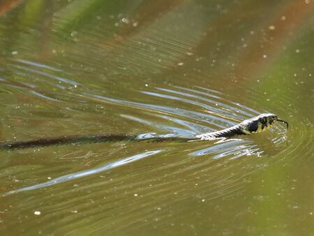 Ringelnatter - Foto: Herr Teufel