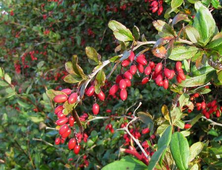 EST Berberitzen September 2010