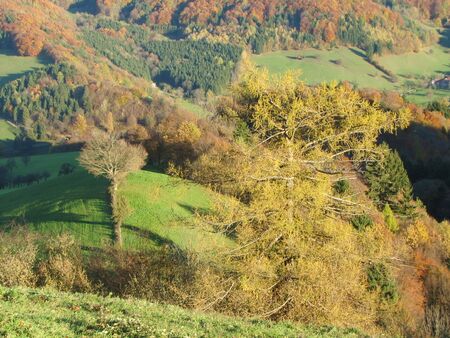 Lärche im Herbst - Himmlische Runde