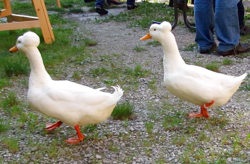 Datei:SG Laufentenbesuch.jpg