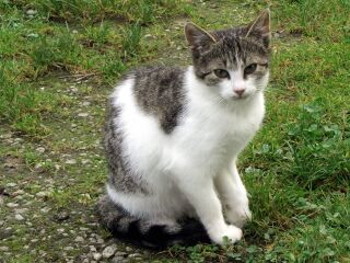 junge Gartenkatze
