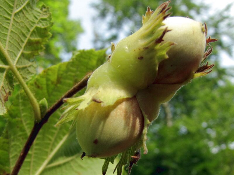 Datei:SG Haselnuss.jpg