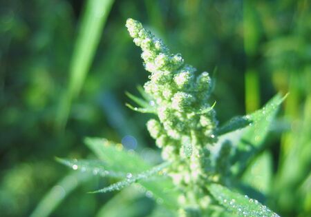 unreifer Samenstand der Melde
