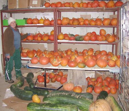 Frieda in Teil des Kürbislagers 2012