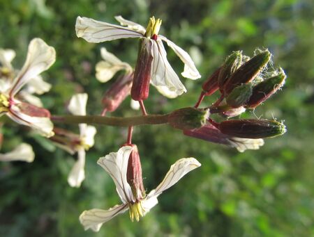 Einjährige (Garten-)Rauke -Blüte