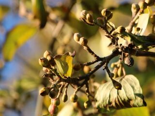 Dirndlknospen schon im Herbst