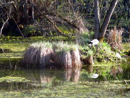 Insel im Steinschaler Teich
