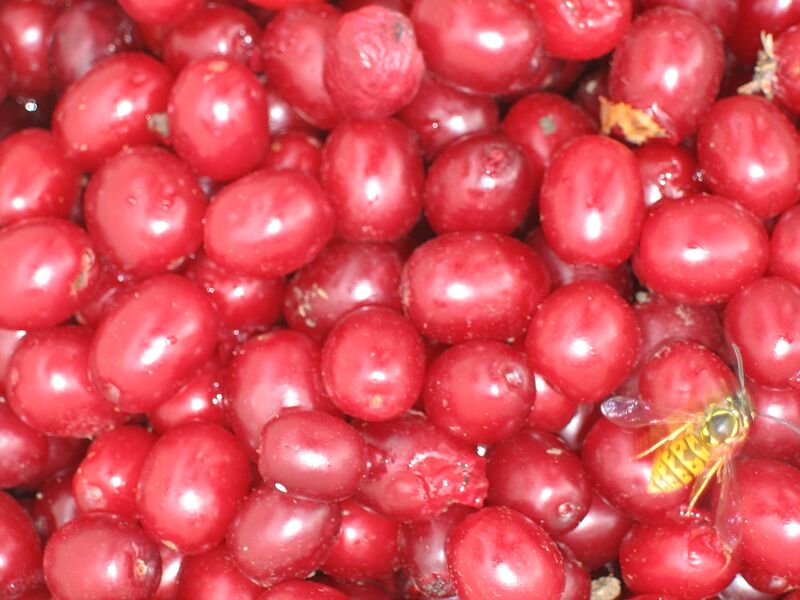 Datei:Schnapsdirndl mit Wespe.JPG