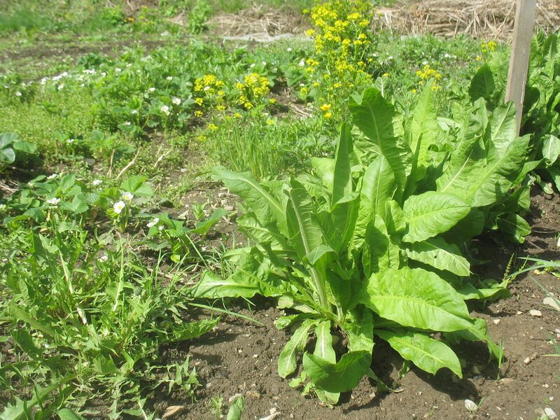 Datei:SG-Barbarea u Spargelsalat.jpg