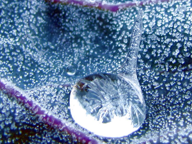 Datei:SG Reif Tau Blatt detail.jpg