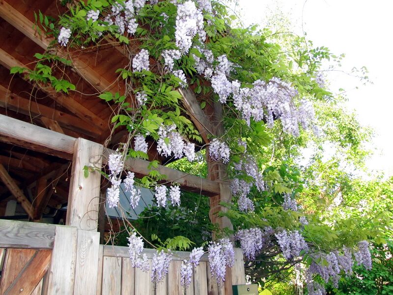 Datei:SG Blauregen Süghaus.jpg