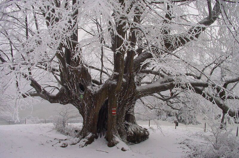 Datei:Bärntallacke - Winteridyll Auer.jpg