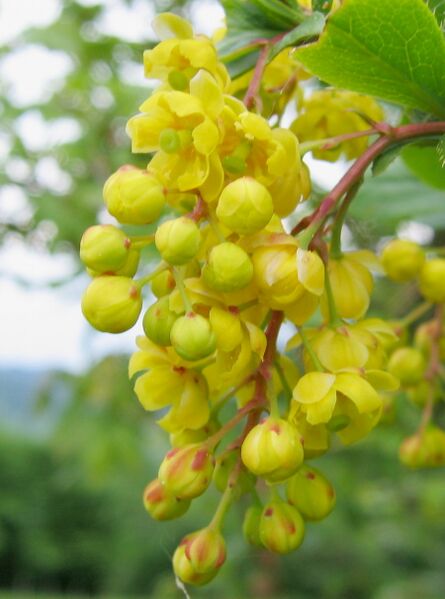 Datei:Berberitzenblüten.jpg