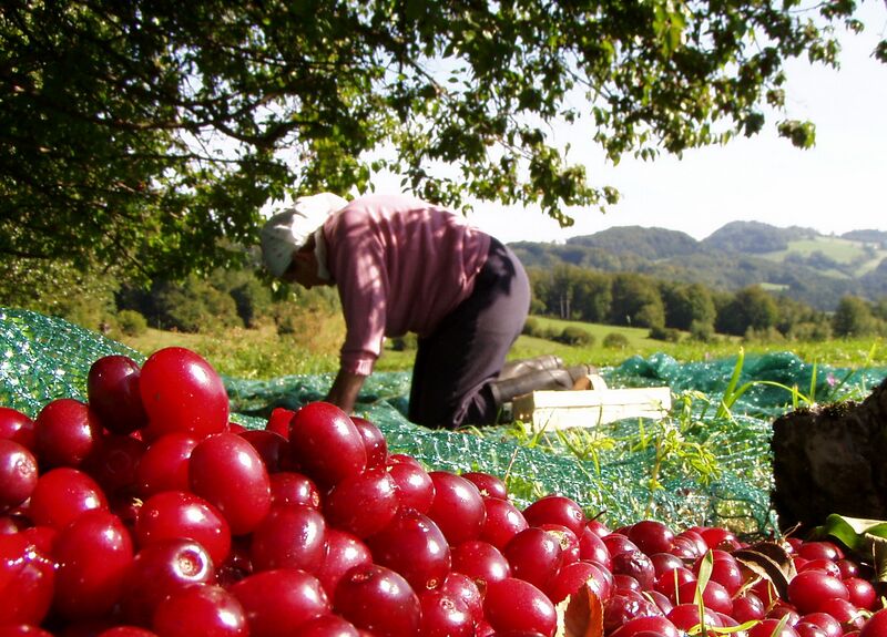 Datei:Dirndlernte FK.jpg