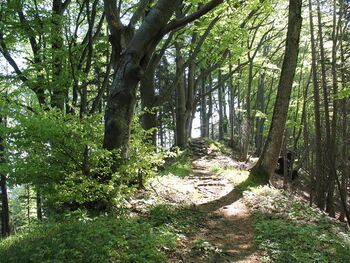 Weg von Plankenstein zur Grüntalkogelhütte 652