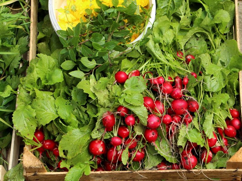 Datei:SK Rettiche Nov.JPG