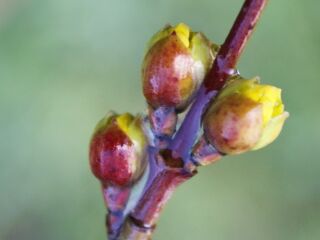 Dirndlknospen im Eis