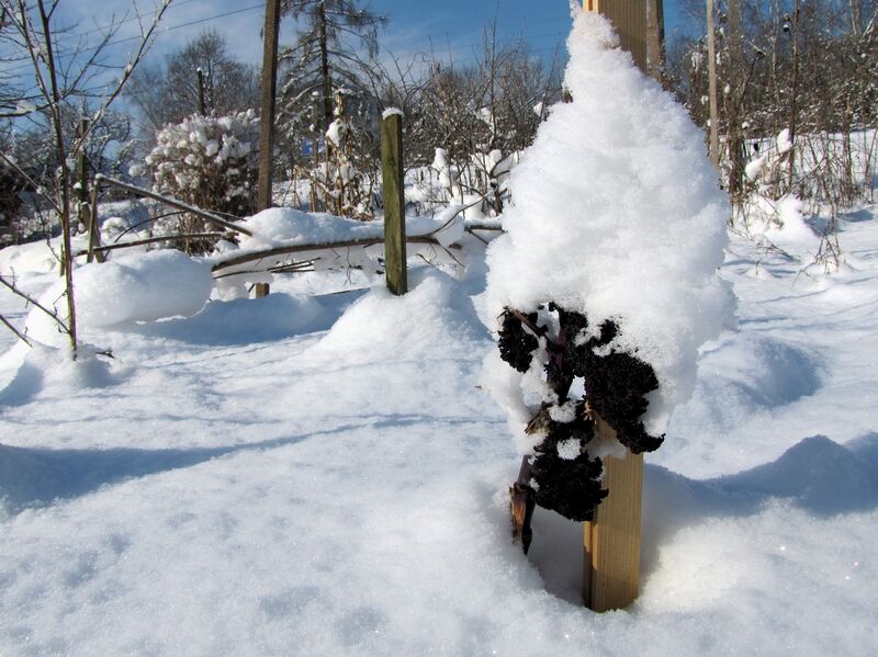 Datei:SG Winter Krautpalme.jpg