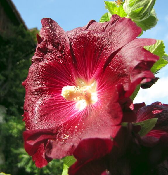 Datei:SG rote Stockrose.jpg