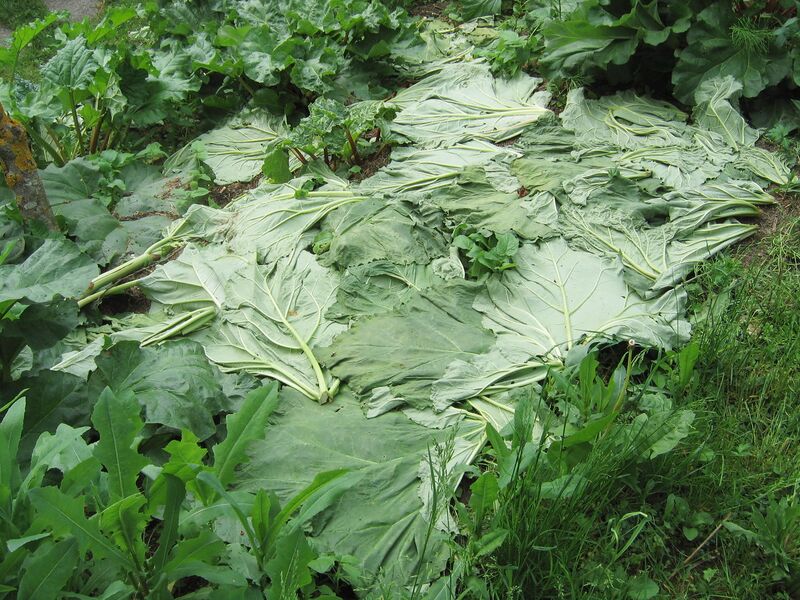 Datei:Mulchen mit Rhabarberblättern.jpg