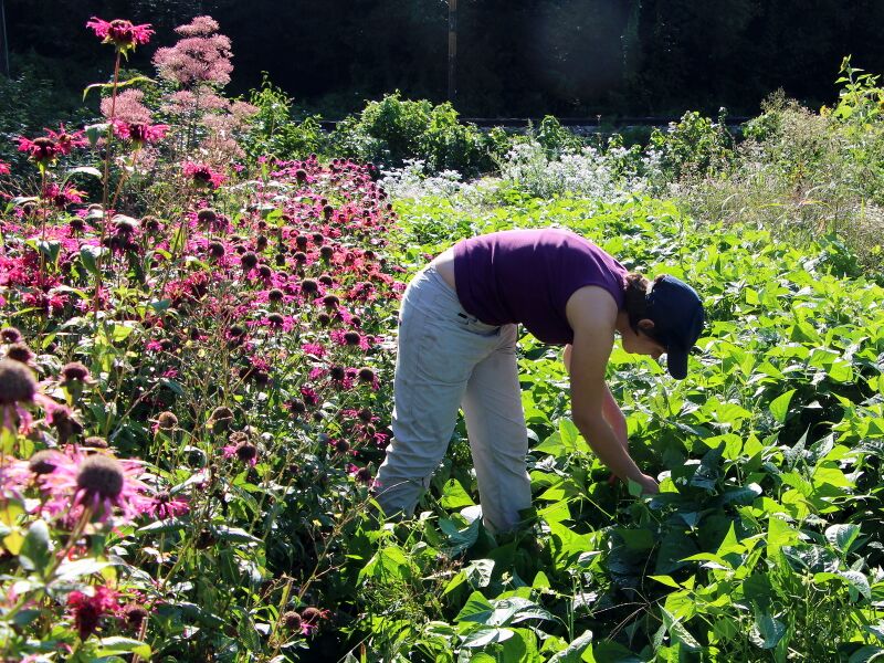 Datei:SG Fisolenernte Prak.JPG