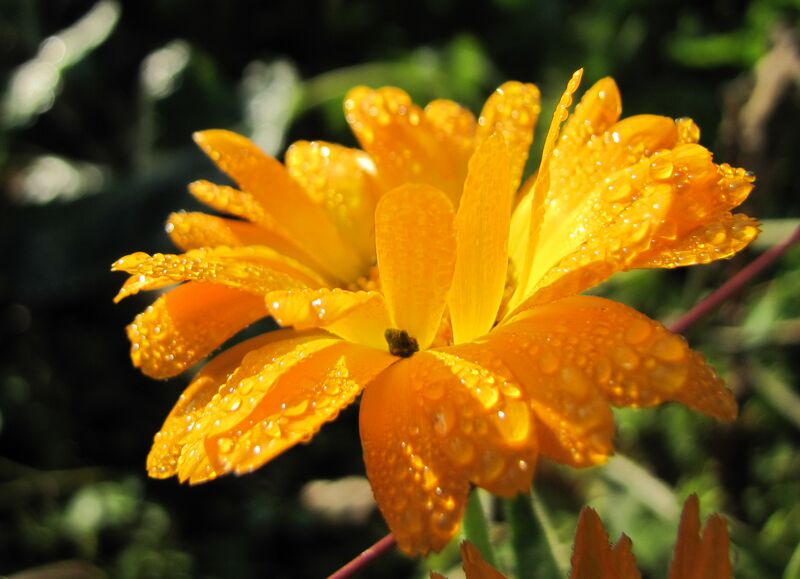 Datei:SG Ringelblume Tau.jpg