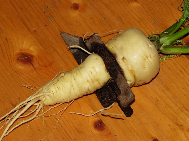 Datei:Gefangener Pastinak.jpg