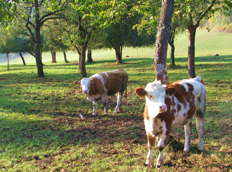Datei:Streuobst mit Jungvieh.jpg