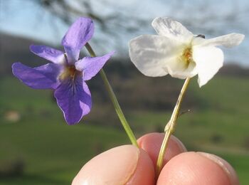 Veilchen: violet und weiß