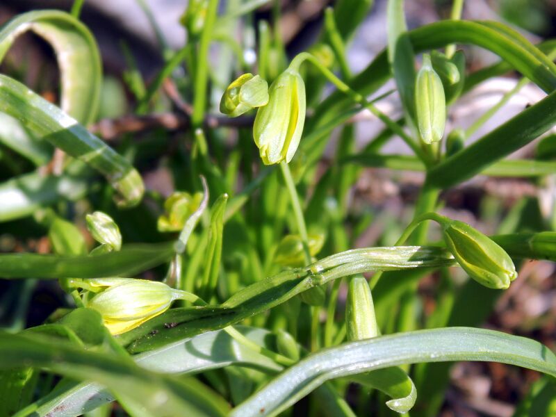 Datei:EST erste Gelbsterne.jpg