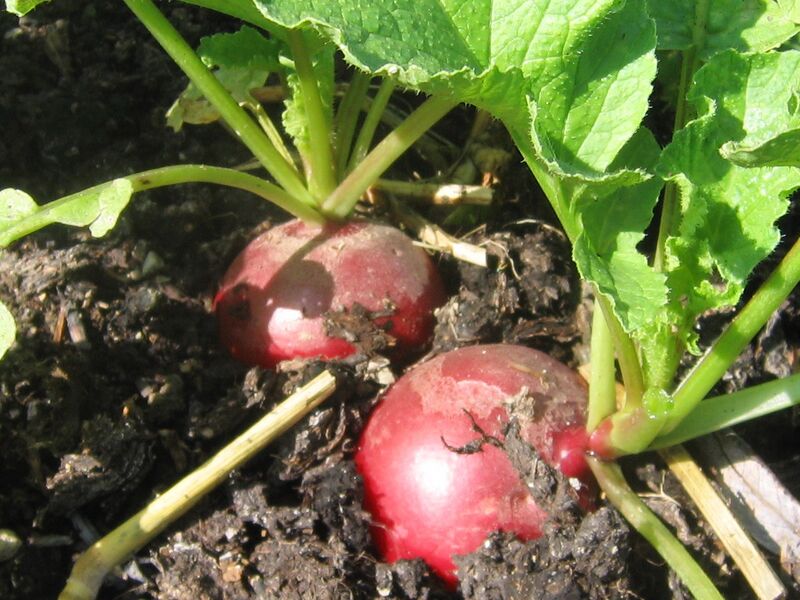 Datei:SG Radieschen.jpg