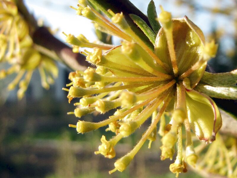 Datei:SG Dirndlblüte verblüht2.jpg