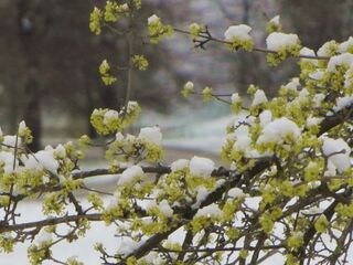 Dirndlblüte im Schnee 2012