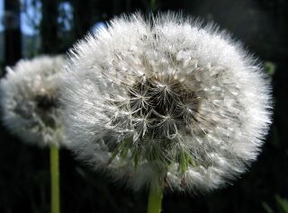 verblühter Löwenzahn