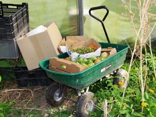 Erntewagerl mit Paradeisern