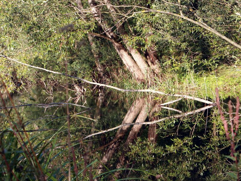 Datei:SG ST Spiegelung Naturteich.jpg