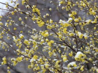 Dirndlblüte im Schnee