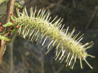 Blütenkätzchen - Weiden