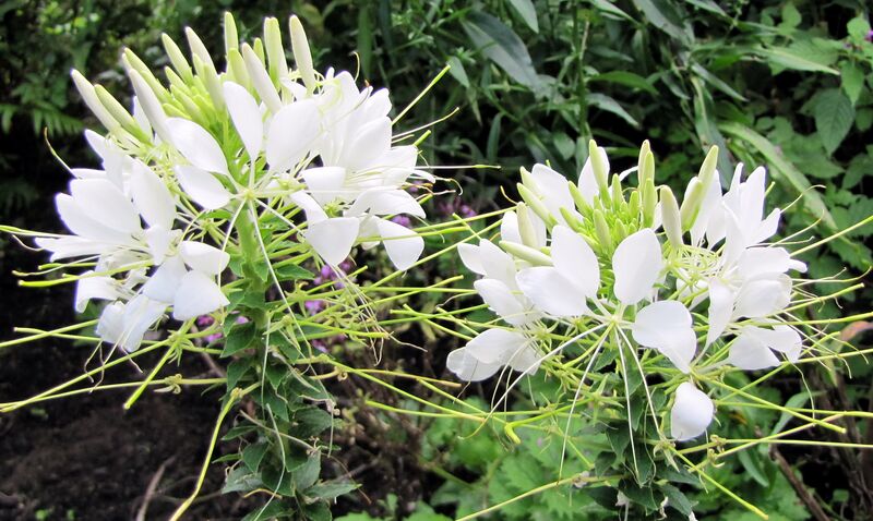 Datei:SG Spinnenblumen-Blüte.jpg